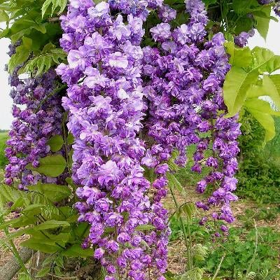 Japanese Wisteria Violacea Plena (Wisteria floribunda) - Ladybird Nursery