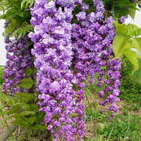 Japanese Wisteria Violacea Plena (Wisteria floribunda)