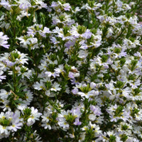 Fan Flower Fairy White (Scaevola aemula)