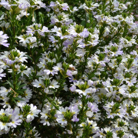 Fan Flower Fairy White (Scaevola aemula) - Ladybird Nursery