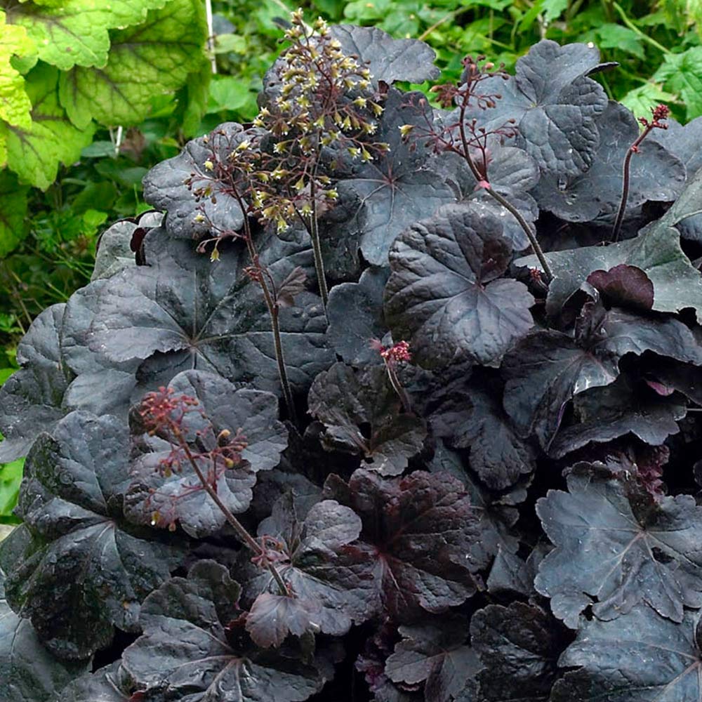Heuchera Obsidian