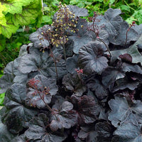 Heuchera Obsidian - Ladybird Nursery