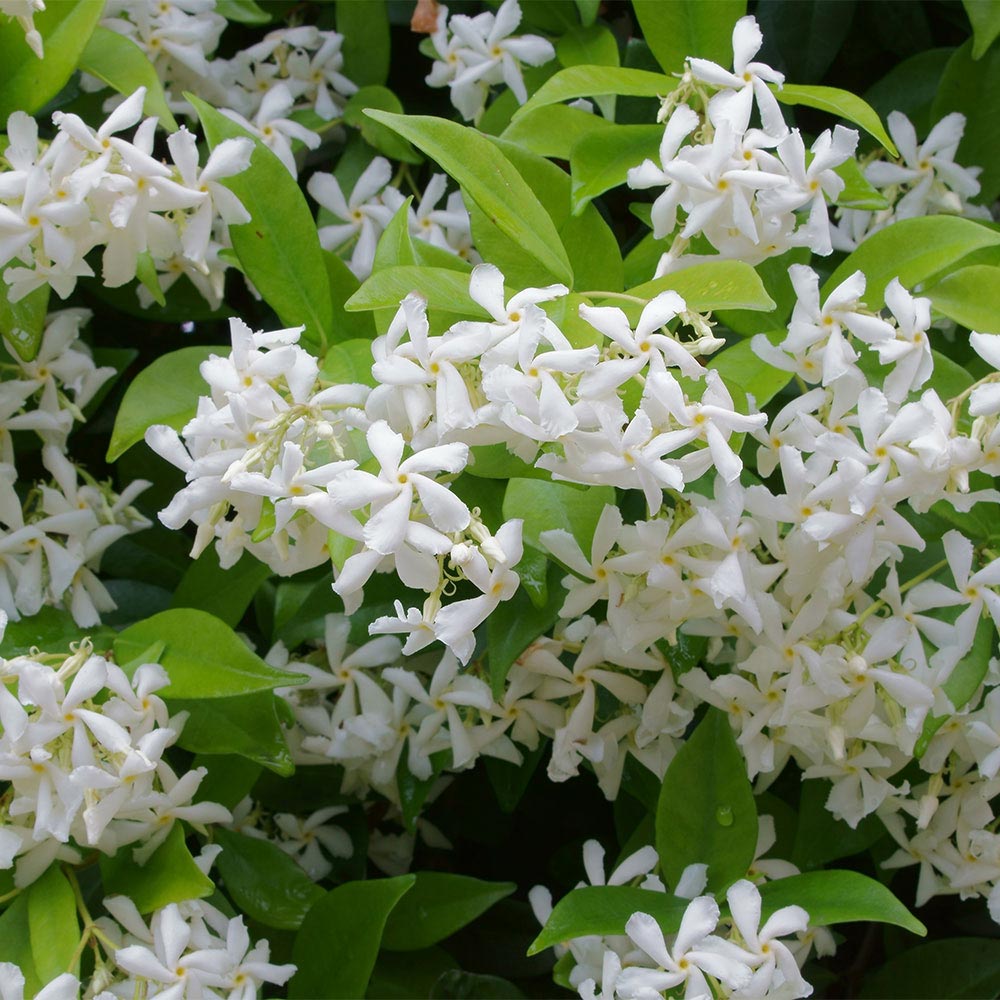 Chinese Star Jasmine (Trachelospermum jasminoides)