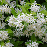 Chinese Star Jasmine (Trachelospermum jasminoides)