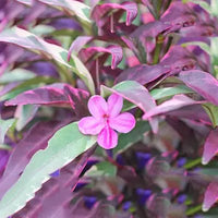 Purple Gem Barleria (Barleria obtusa) - Ladybird Nursery