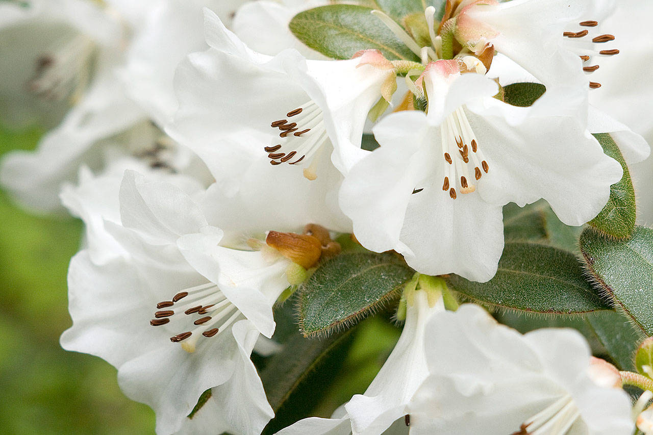 Rhododendron Snow Lady