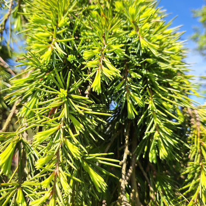 Deodar Cedar Feelin Blue (Cedrus deodara)