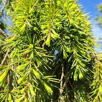 Deodar Cedar Feelin Blue (Cedrus deodara)