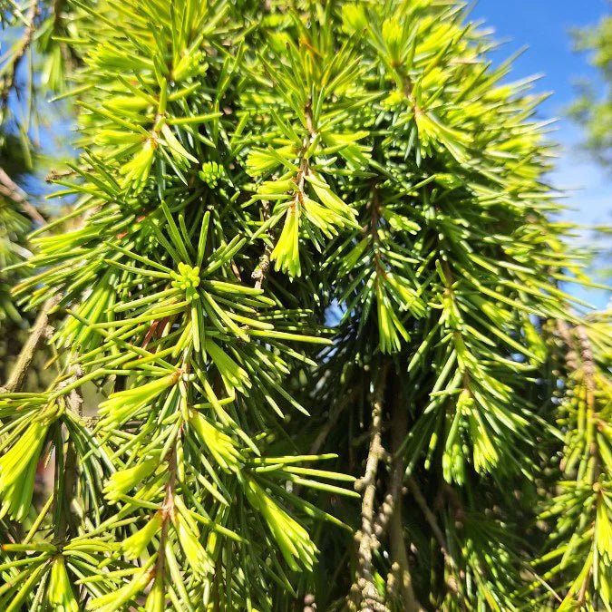 Deodar Cedar Feelin Blue (Cedrus deodara) - Ladybird Nursery