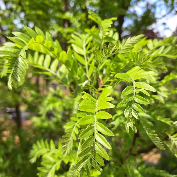 Honey Locust Elegantissima (Gleditsia triacanthos) - Ladybird Nursery