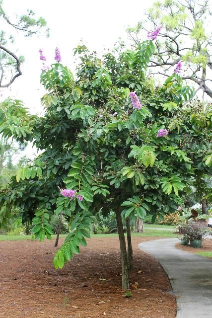 Queens Crepe Myrtle (Lagerstroemia speciosa)