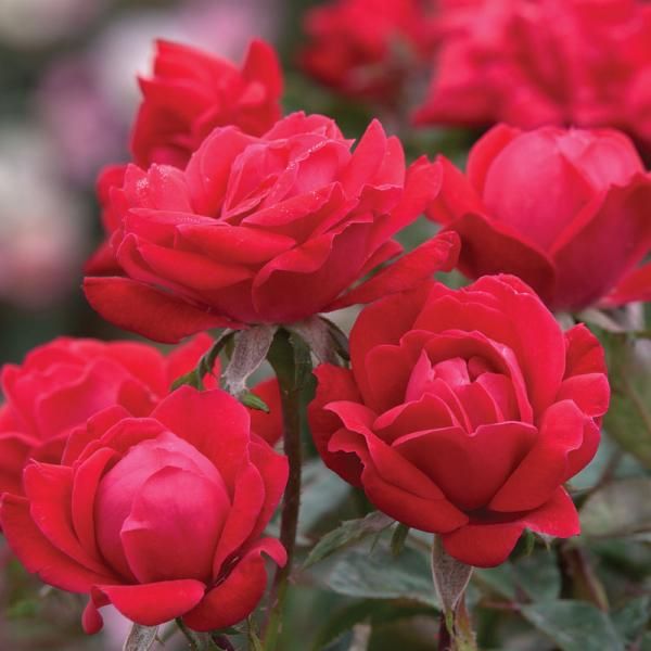 Rose Double Pink Knockout® 200mm pot - Ladybird Nursery