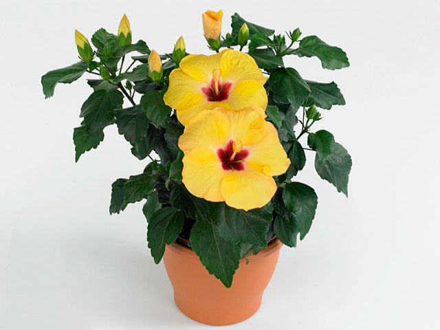 Hibiscus Flamenco™ Adonicus Yellow