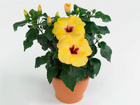Hibiscus Flamenco™ Adonicus Yellow