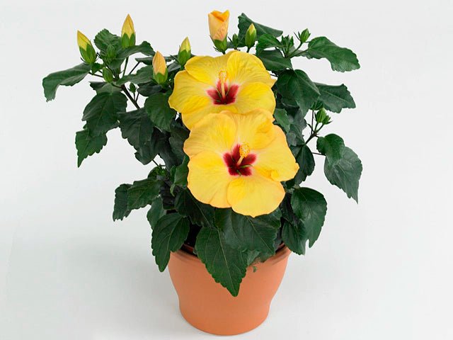 Hibiscus Flamenco™ Adonicus Yellow - Ladybird Nursery