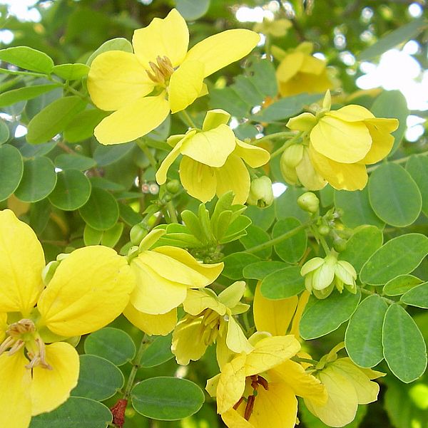 Brewster's Cassia (Cassia brewsteri) - Ladybird Nursery