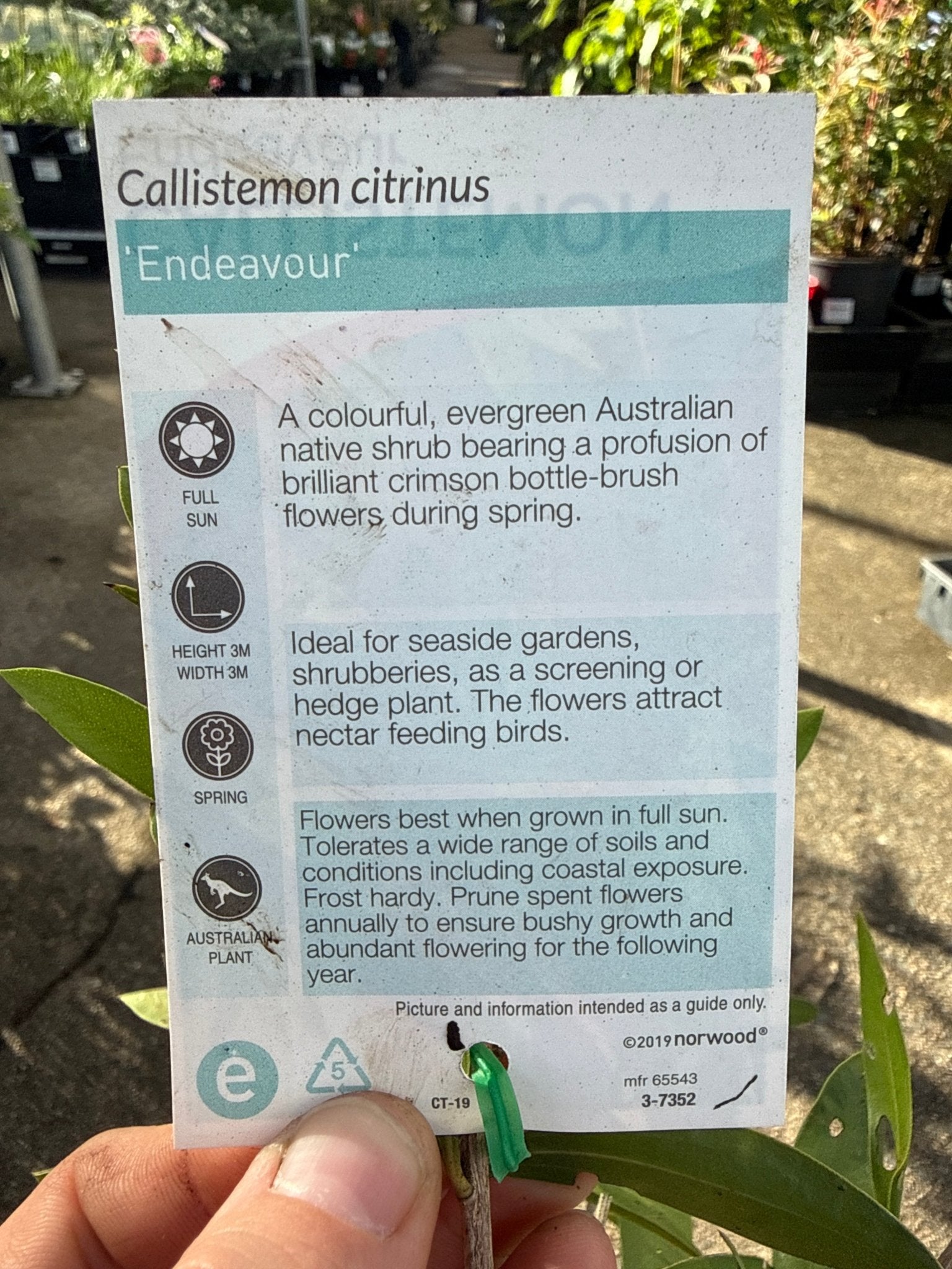 Bottlebrush ‘Endeavour’ (Callistemon citrinus) - Ladybird Nursery