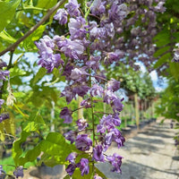 Japanese Wisteria Violacea Plena (Wisteria floribunda) - Ladybird Nursery