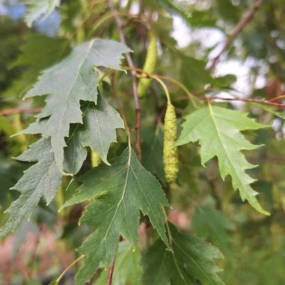 Cut Leaf Birch Dalecarlica (Betula pendula) - Ladybird Nursery