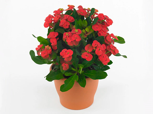 Hestia Crown of Thorns (Euphorbia milii)