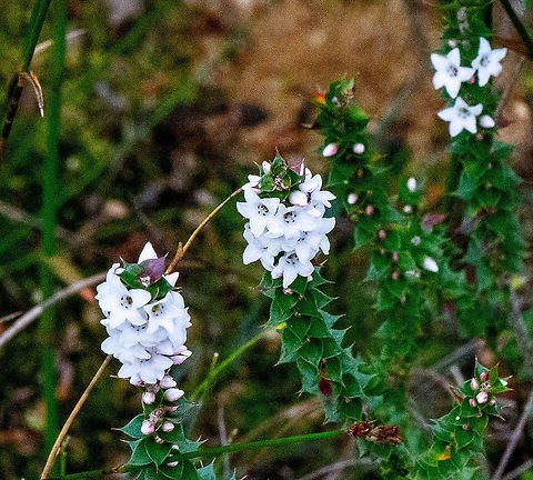 Coral Heath (Epacris microphylla) - Ladybird Nursery