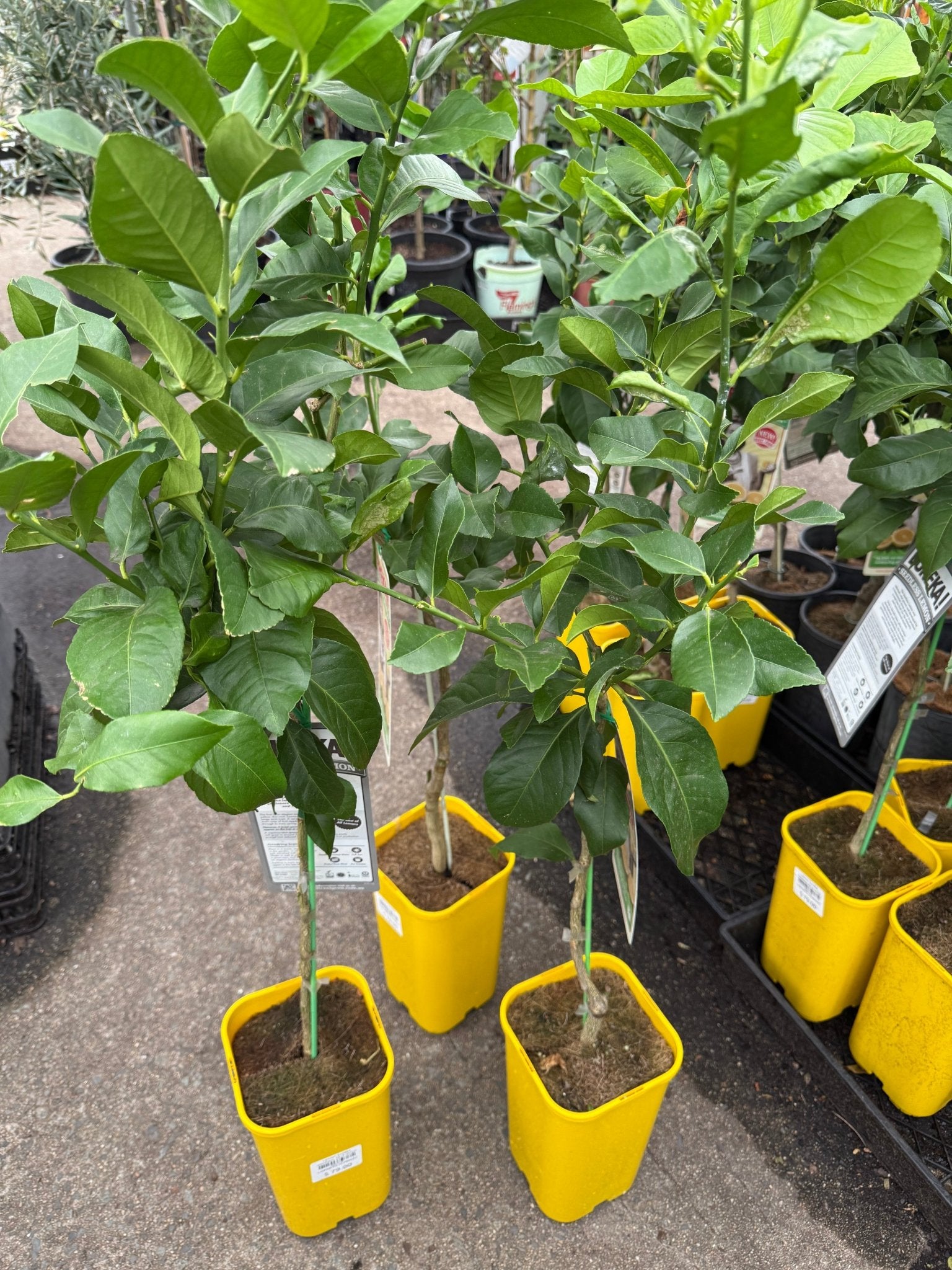 Lemon Eureka seedless (QLD Only) - Ladybird Nursery