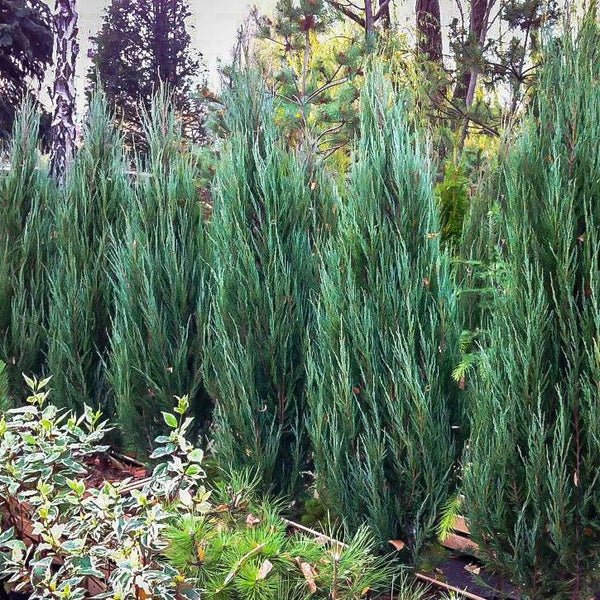Rocky Mountain Juniper Blue Arrow (Juniperus scopulorum) - Ladybird Nursery