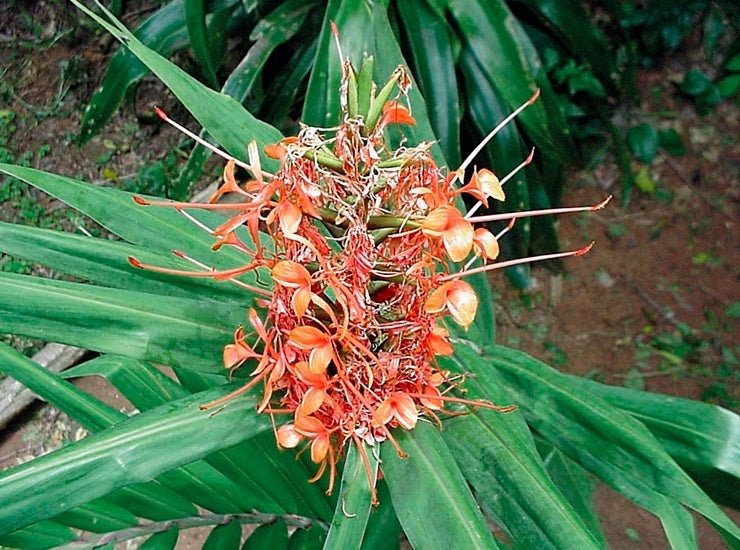 Scarlet Ginger Lily (Hedychium coccineum) - Ladybird Nursery