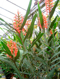 Scarlet Ginger Lily (Hedychium coccineum)