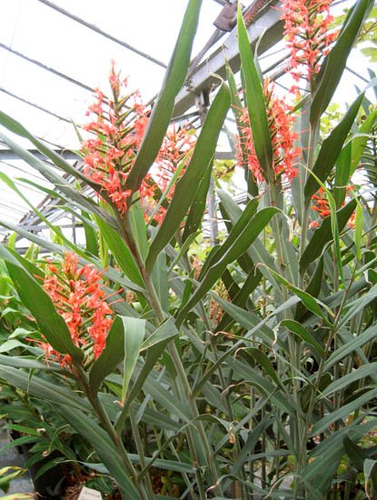 Scarlet Ginger Lily (Hedychium coccineum) - Ladybird Nursery
