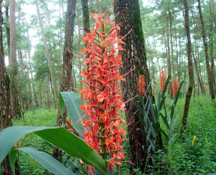Scarlet Ginger Lily (Hedychium coccineum) - Ladybird Nursery