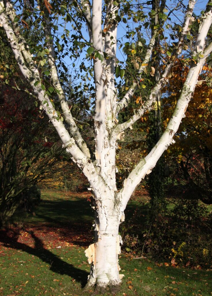 Snow White Birch (Betula Snow) - Ladybird Nursery