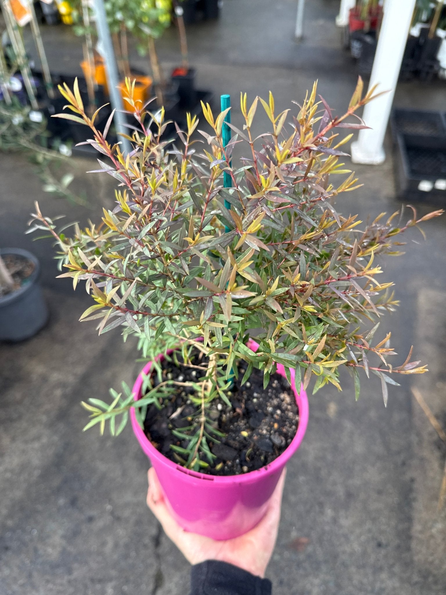 Melaleuca 'Little Red' (Melaleuca linariifolia) - Ladybird Nursery
