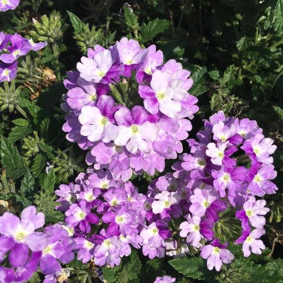 Verbena Vanessa Vicolor (Verbena)