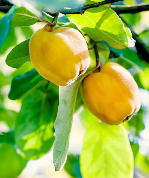 Quince 'Champion' Large - Ladybird Nursery