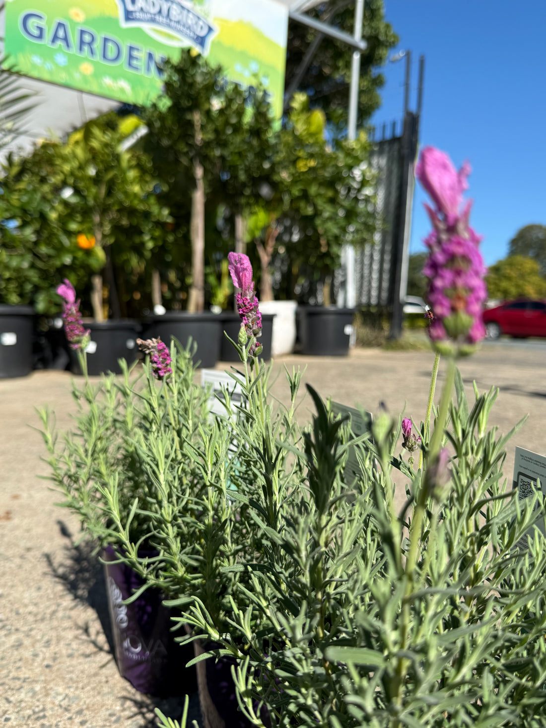 Lavender Fairy Wings 'Radiance'