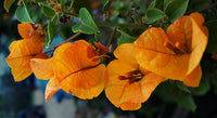 Bougainvillea Bengal Orange (Bougainvillea glabra)
