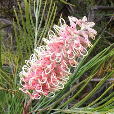 Grevillea Pink Surprise - Ladybird Nursery