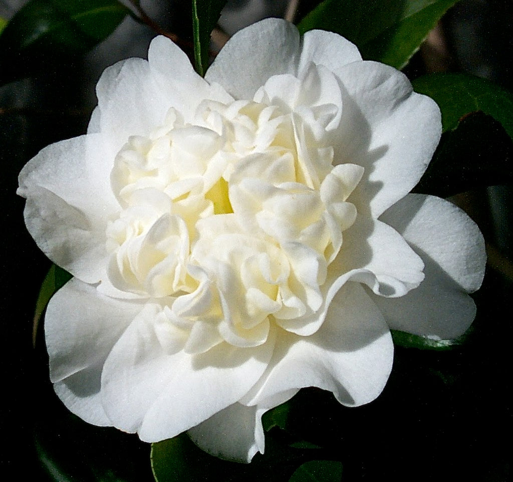 Camellia 'Man Size' (Camellia japonica)