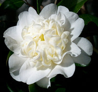 Camellia 'Man Size' (Camellia japonica)