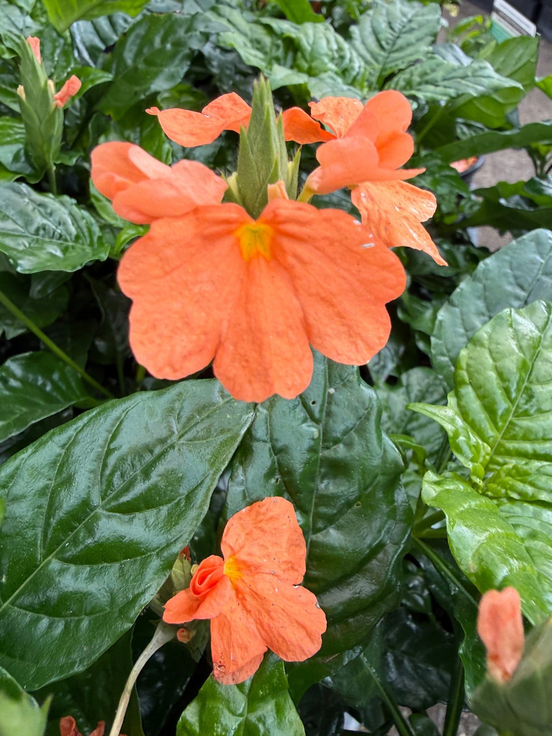Fireglow (Crossandra infundibuliformis) - Ladybird Nursery