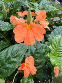 Fireglow (Crossandra infundibuliformis) - Ladybird Nursery