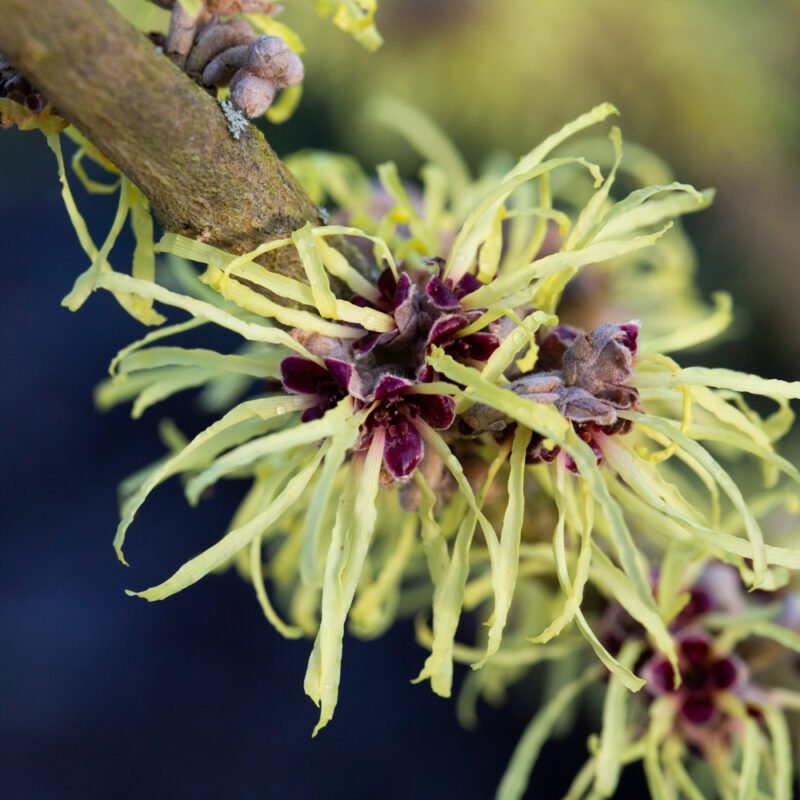 Witch Hazel intermedia Pallida Yellow (Hamamelis x) - Ladybird Nursery