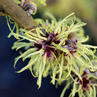 Witch Hazel intermedia Pallida Yellow (Hamamelis x)