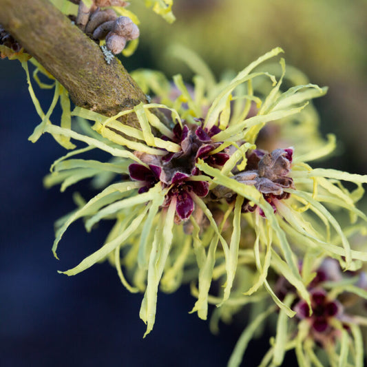 Witch Hazel intermedia Pallida Yellow (Hamamelis x)