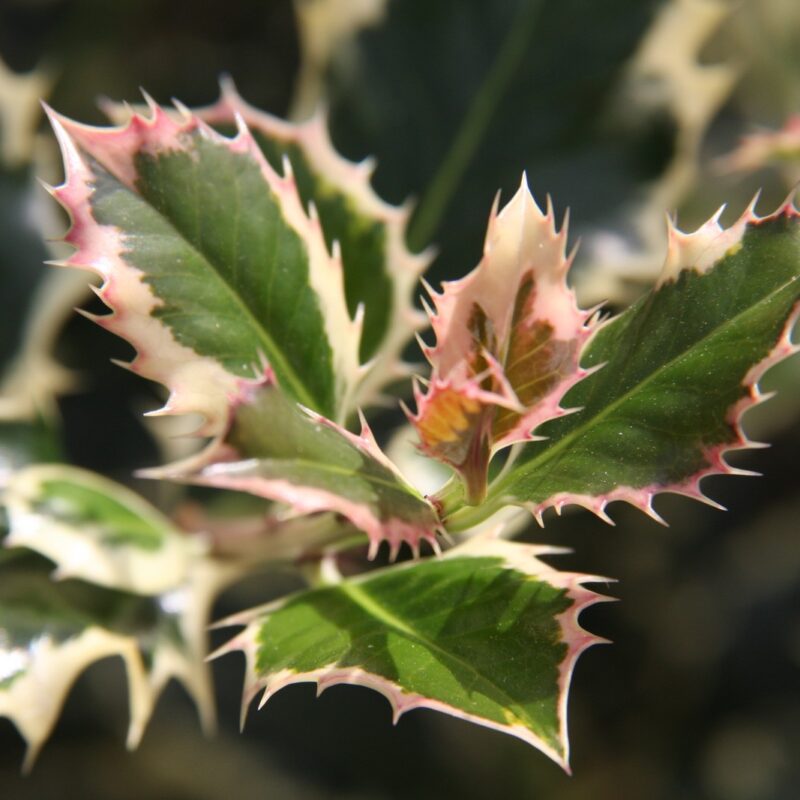 Holly Silver Queen (Ilex aquifolium) - Ladybird Nursery