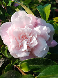 Camellia Sweet Emily Kate (Camellia)