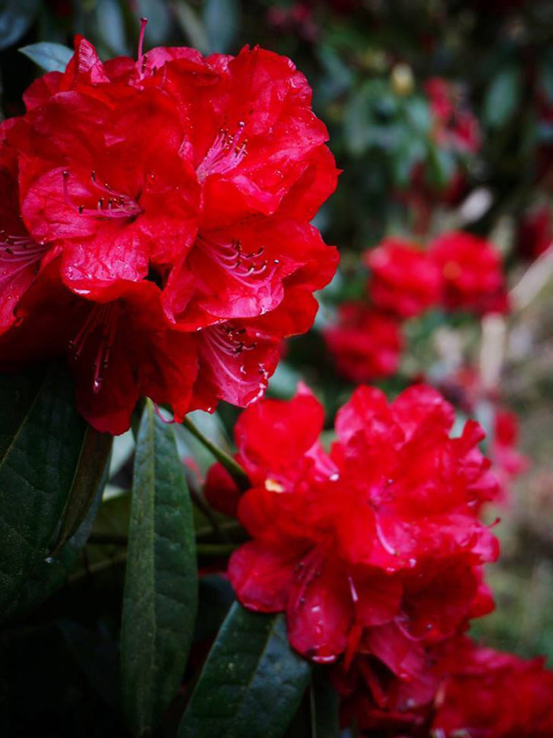 Rhododendron Bibiani - Ladybird Nursery