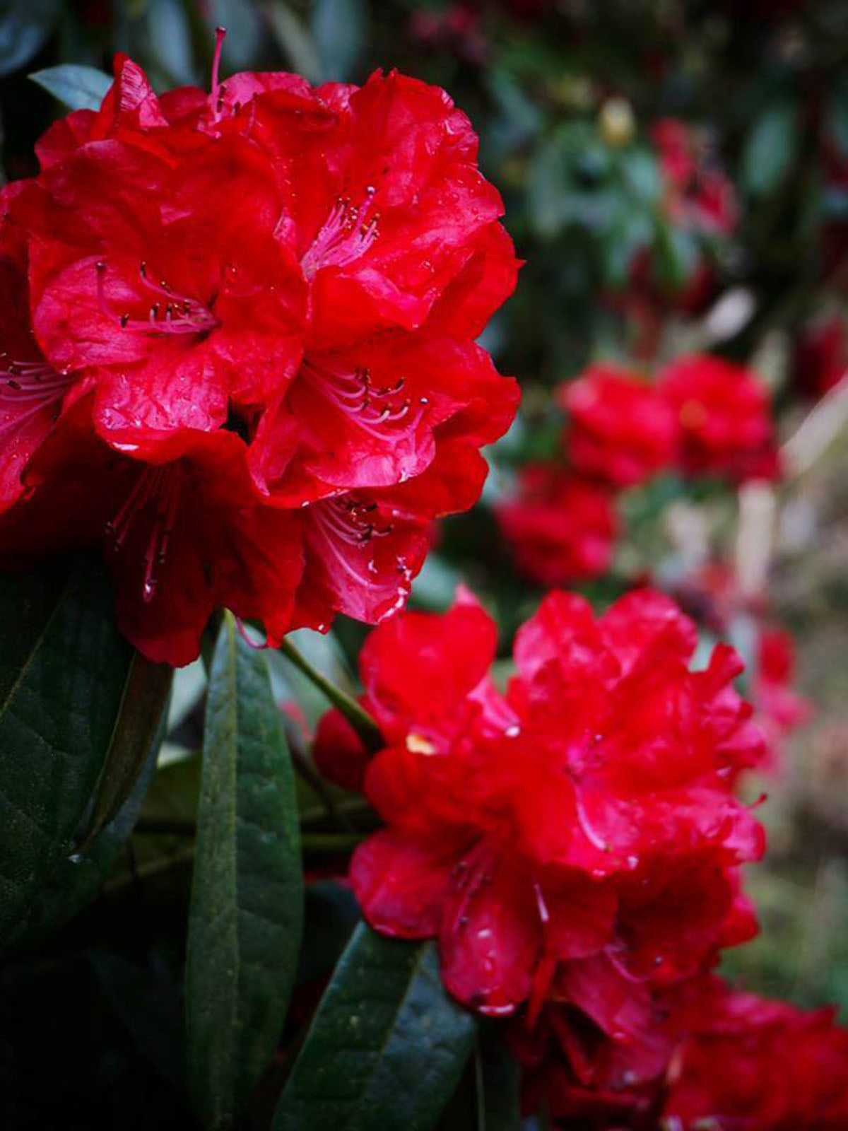 Rhododendron Bibiani