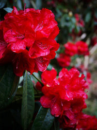 Rhododendron Bibiani